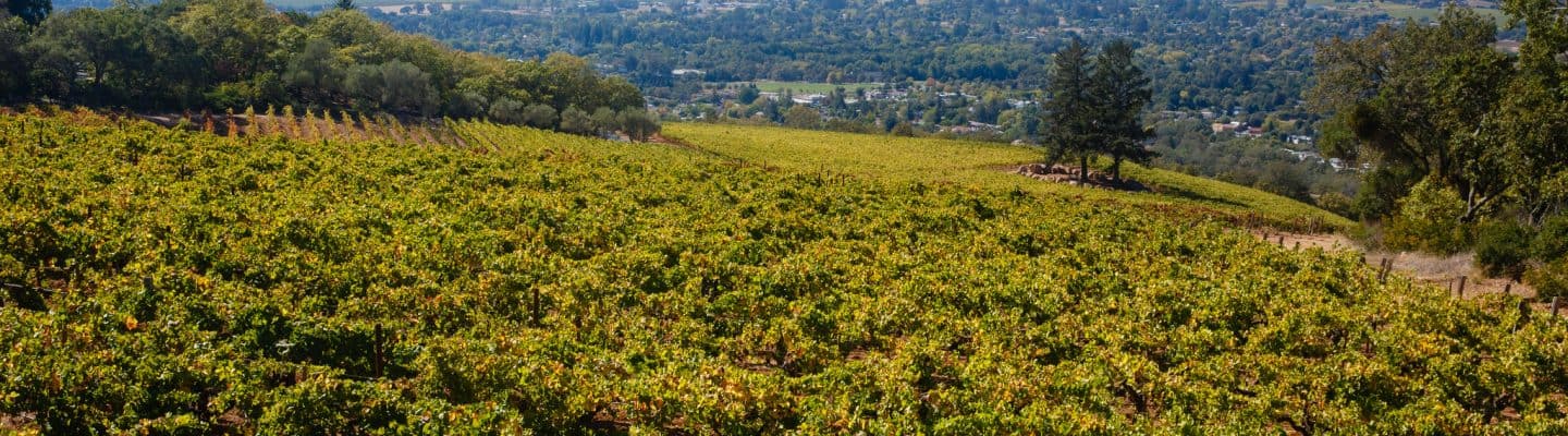 hanzell winery vineyards