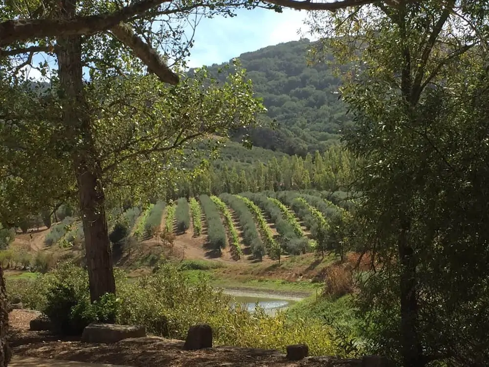 Mcevoy ranch wine tasting discount