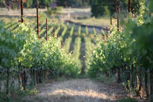 roy estate vineyards