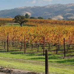 best livermore wineries