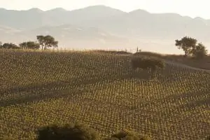 presquile vineyards