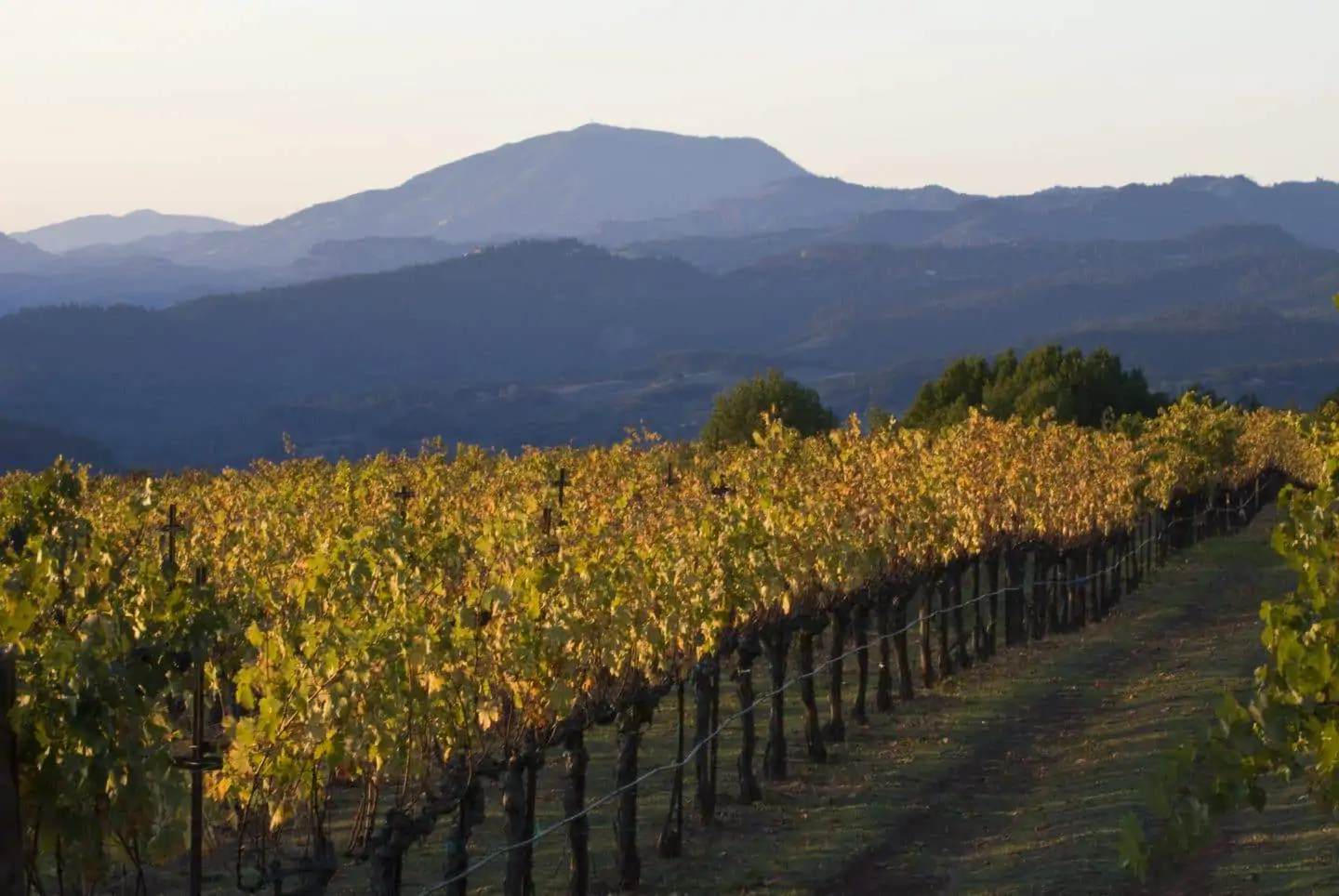 premium wine tasting in napa valley california