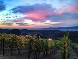 brian arden best calistoga wineries