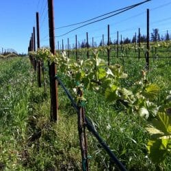 best santa cruz wineries