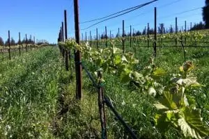 best santa cruz wineries