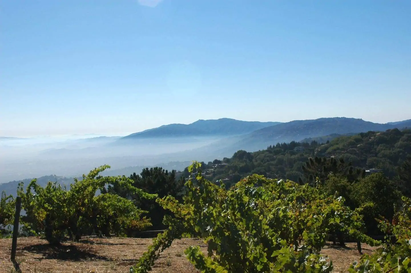 best santa cruz wineries ridge