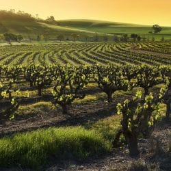 wine regions of the world