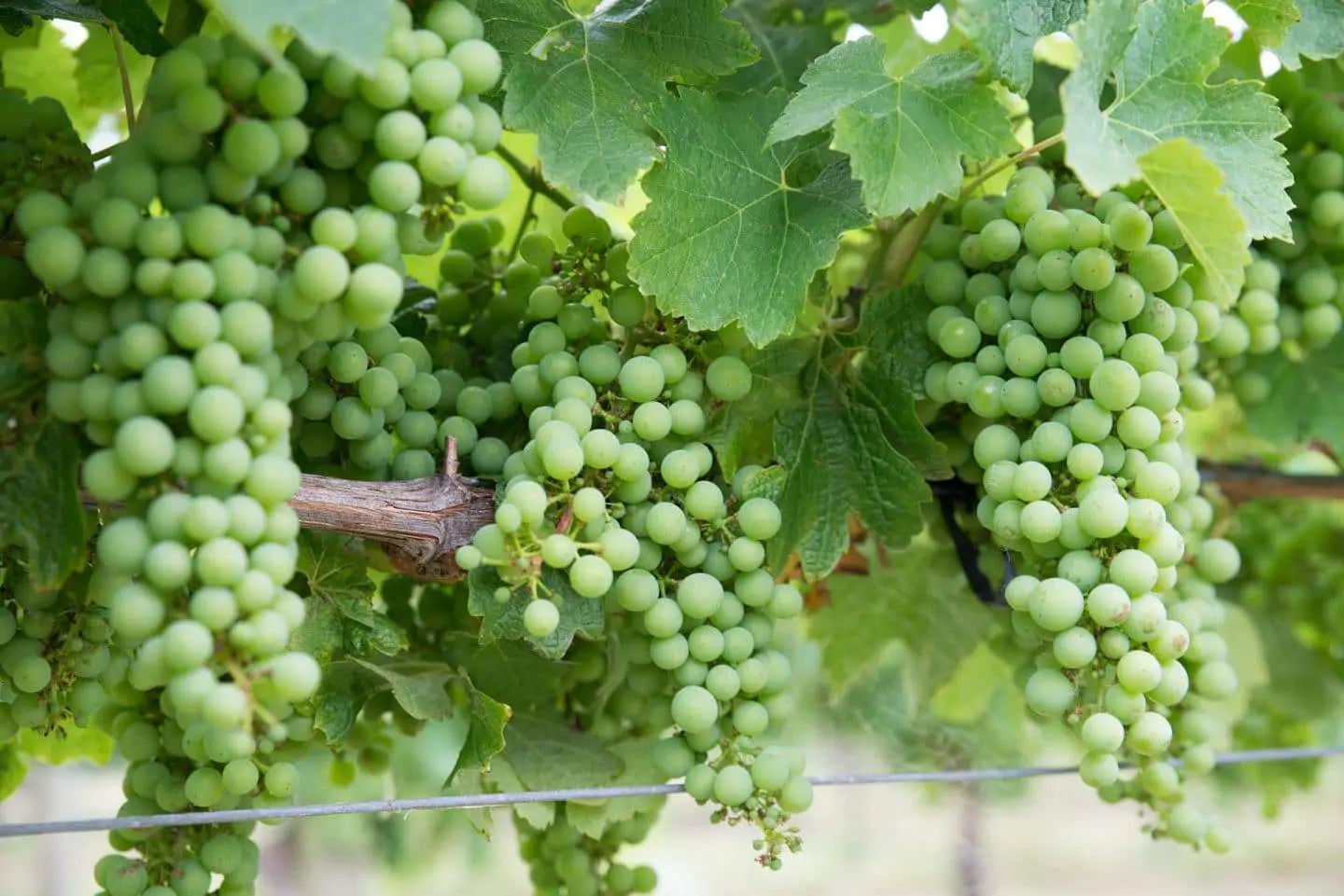california chardonnay grapes on a vine
