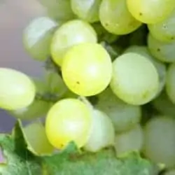 california chardonnay grapes