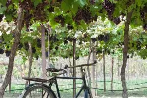 private winery tours napa valley