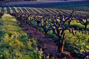 amador county best wineries