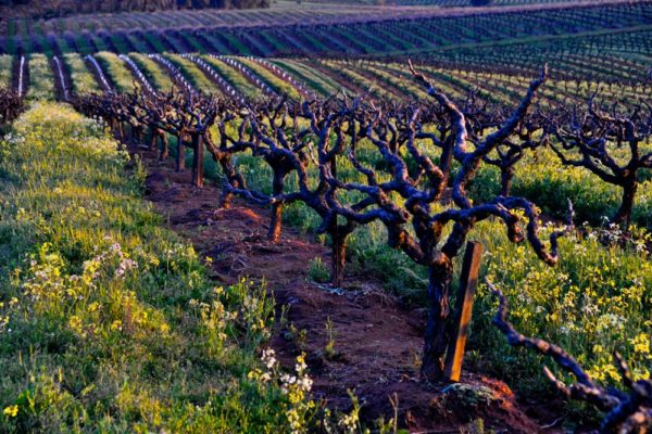 The 8 Best Amador County Wineries | 2023 Wine Travel