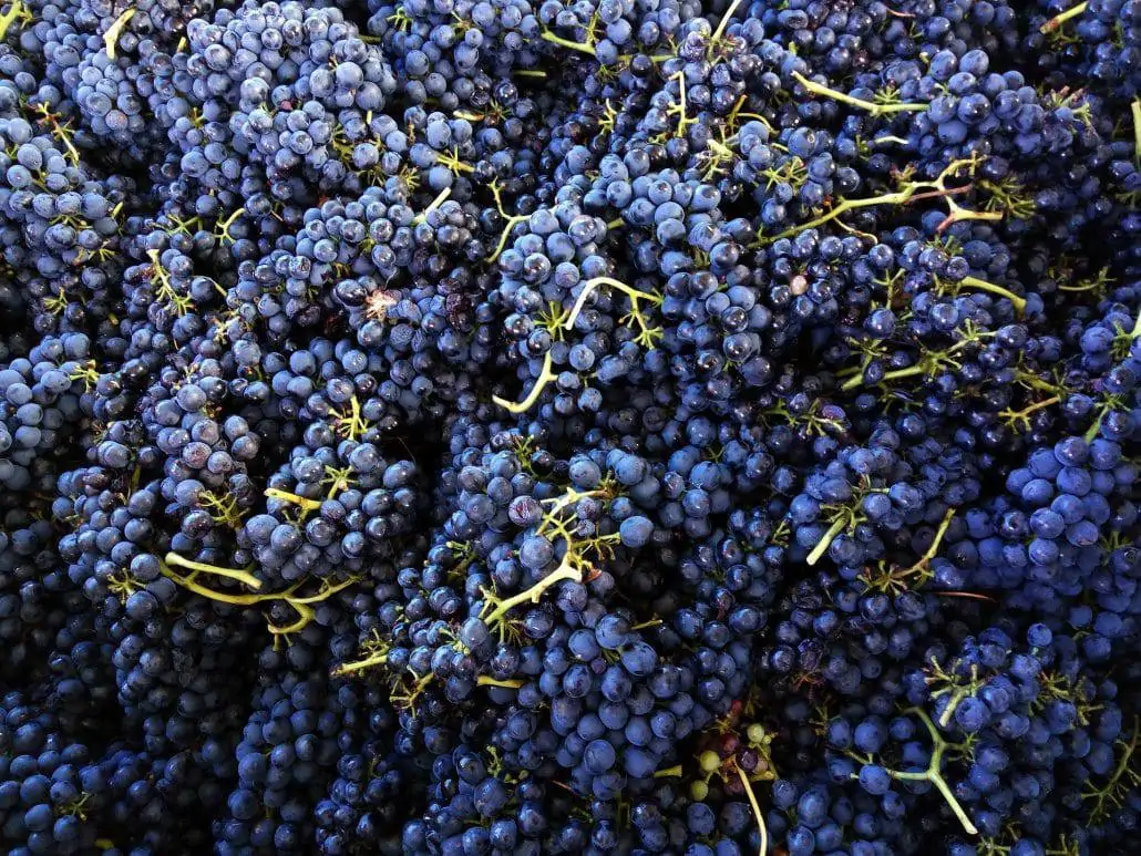 california syrah grape
