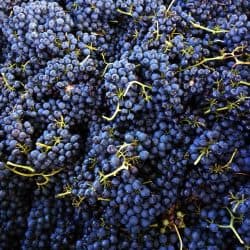 california syrah grape