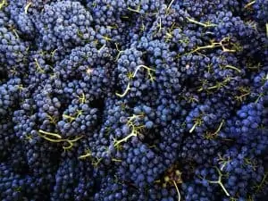 california syrah grape