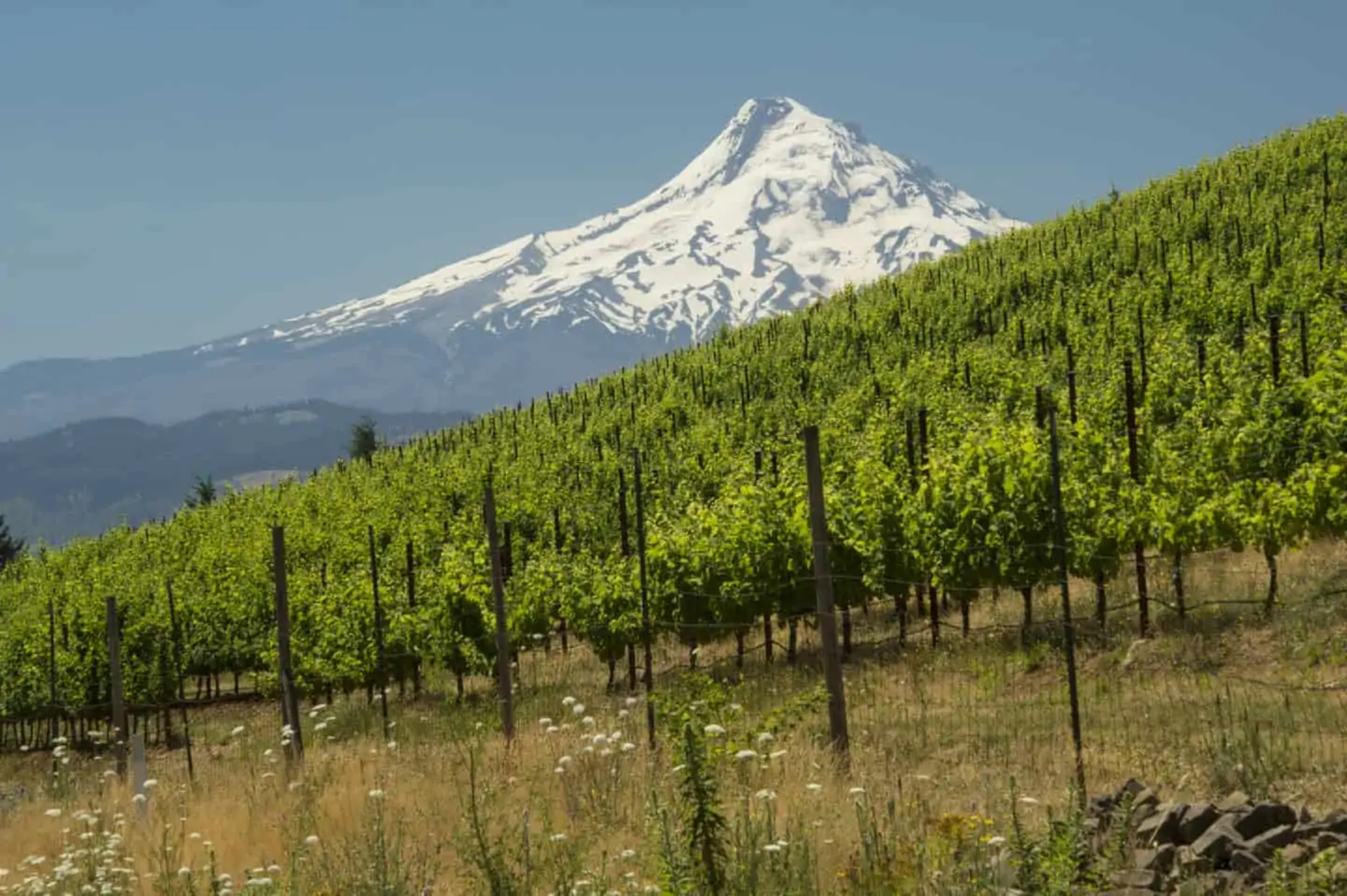 Underwood Vineyard, Columbia Gorge AVA, Washington Courtesy: Washington State Wine