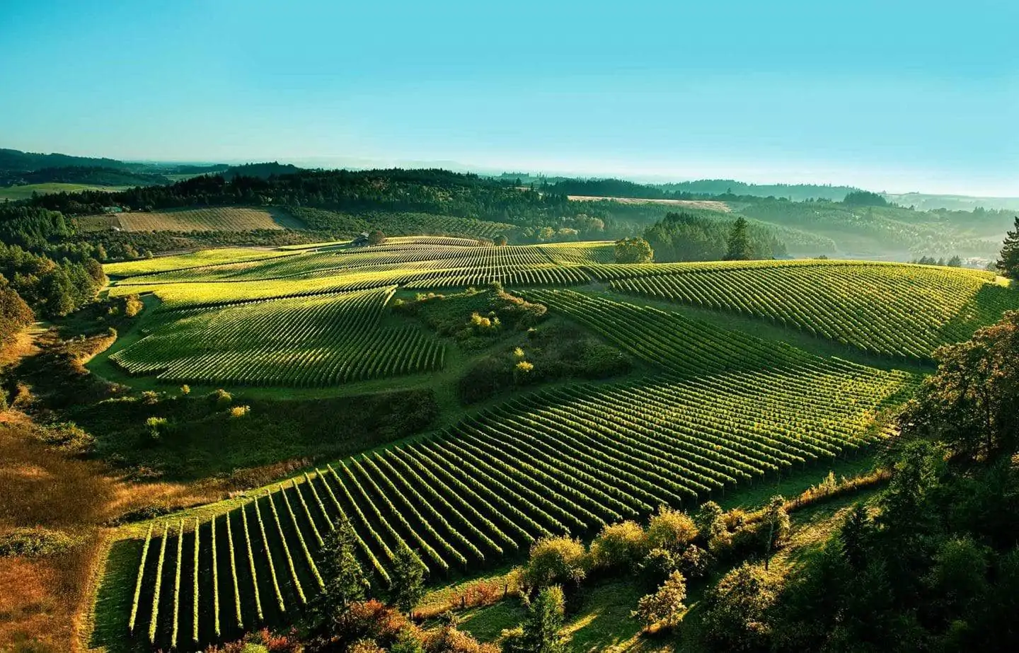 amazing willamette valley vineyards