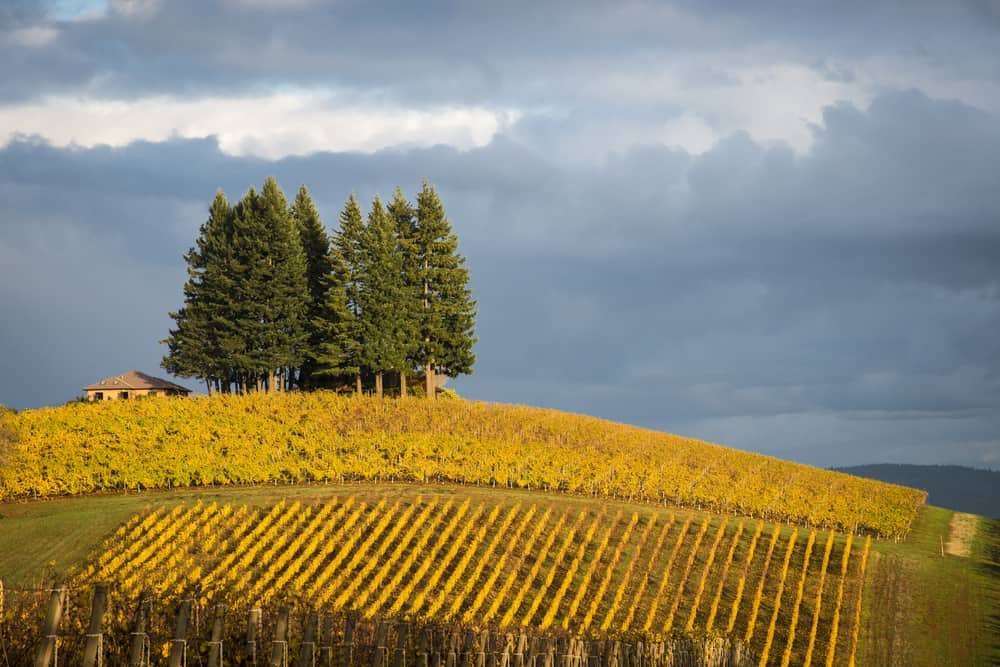 the-10-best-willamette-valley-wineries-to-visit-in-2021