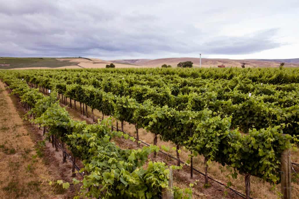 The 8 Best Walla Walla Wineries 2022 | Visit Washington - California ...