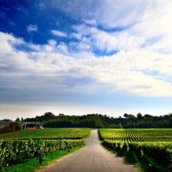 franciacorta wines