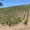 field blend wines