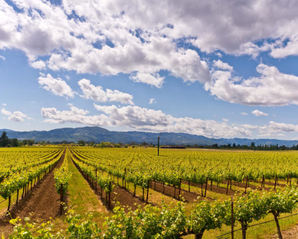 The Best Napa Valley Vacation Packages - CWA