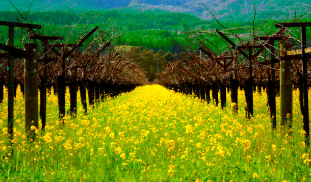 california new world vineyards