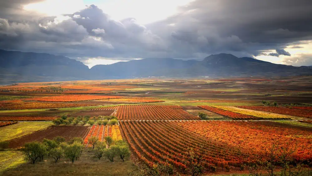 spanish wine grapes