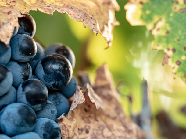 mourvedre grapes in spain