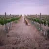 australian new world vineyard