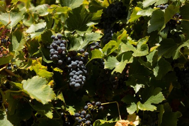 garnacha grapes