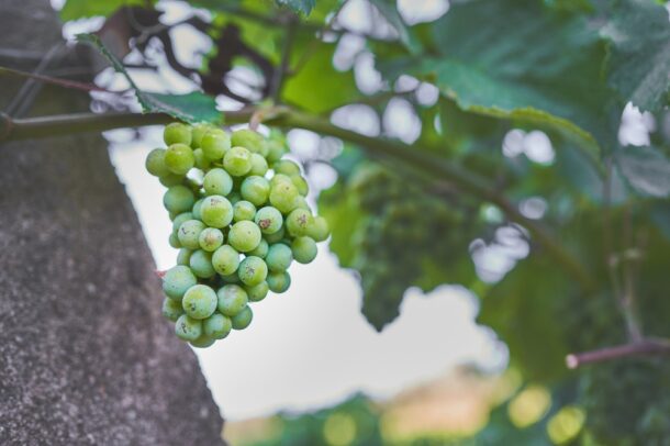 spanish wine grapes