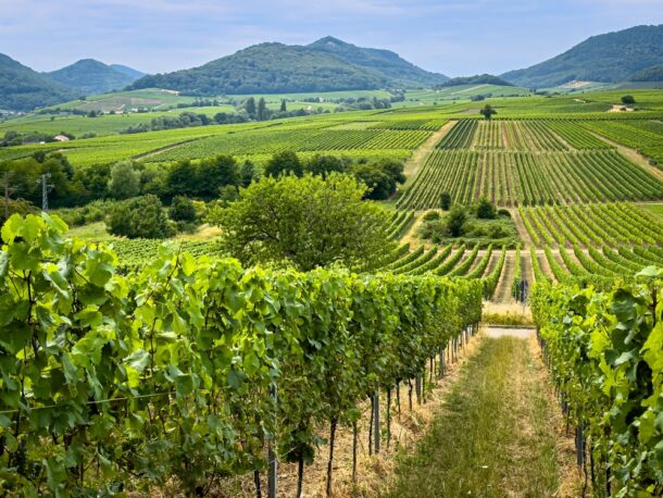 vineyard land in germany