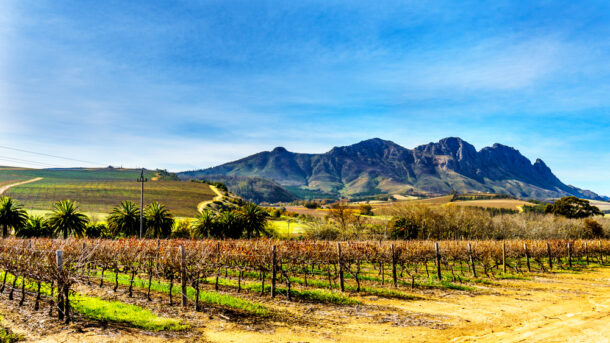 Vineyards in south africa
