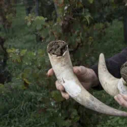 biodynamic wine making with cow horn and manure
