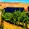 winery with solar panels