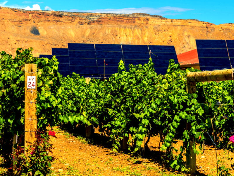 winery with solar panels