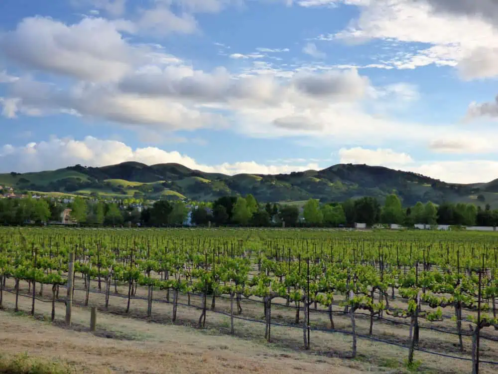 California,Grape,Vineyard,Livermore,Valley,Green,Hills,And,Blue,Sky