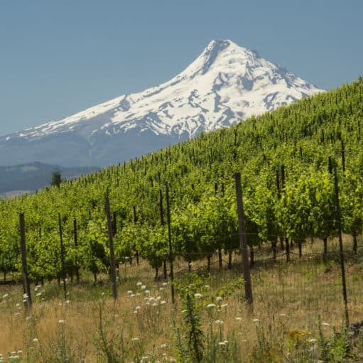 Underwood Vineyard, Columbia Gorge AVA, Washington Courtesy: Washington State Wine