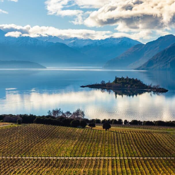 The,Rippon,Vineyard,Vines,In,Wanaka,On,The,South,Island
