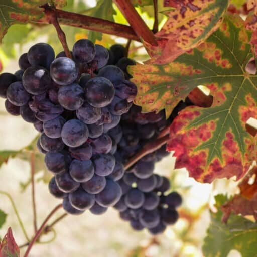 Tempranillo,Grapes,Ripening,With,Fall,Color,Leaves